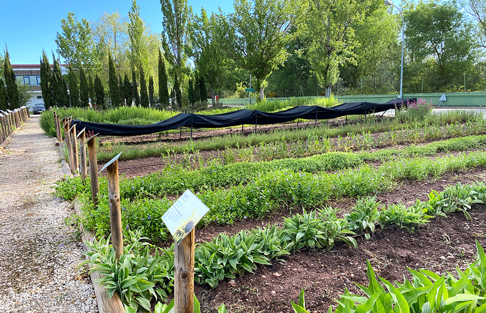 <p>Ahí está nuestro laboratorio, unas instalaciones vanguardistas con una superficie que supera los 30.000 metros cuadrados. </p> <p>Junto a la fábrica, en Soria Natural contamos con un centro de I+D+<em>i</em> y un laboratorio de control de calidad propio dotado de tecnología exclusiva de última generación. </p> <p>En el entorno de la planta de producción de Soria Natural, en un radio de muy pocos kilómetros, se reparten más de 550 hectáreas de terrenos ecológicos donde cultivamos nuestras propias materias primas. Trabajamos más de 70 especies diferentes, entre plantas medicinales, cereales y hortalizas, certificadas con el sello europeo de Agricultura Ecológica.</p>	