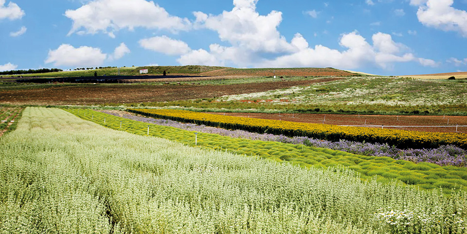 <p>Aí fica o nosso laboratório, umas instalações vanguardistas com uma superfície que ultrapassa os 30.000 metros quadrados.</p> <p>Junto à fábrica, em Soria Natural, contamos com um centro de I+D+<em>i</em> e um laboratório de controlo de qualidade próprio, dotado de tecnologia exclusiva, de última geração.</p> <p>Ao redor da área de produção de Soria Natural, num raio de muitos poucos kms, repartem-se mais de 550 hectares de terrenos biológicos, onde cultivamos as nossas próprias matérias primas. Plantamos mais de 70 espécies diferentes, entre plantas medicinais, cereais e legumes, certificadas com o selo europeu de Agricultura Biológica.</p>