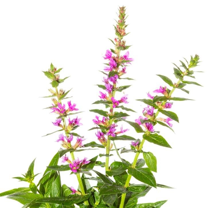 salicaria-planta-soria-natural