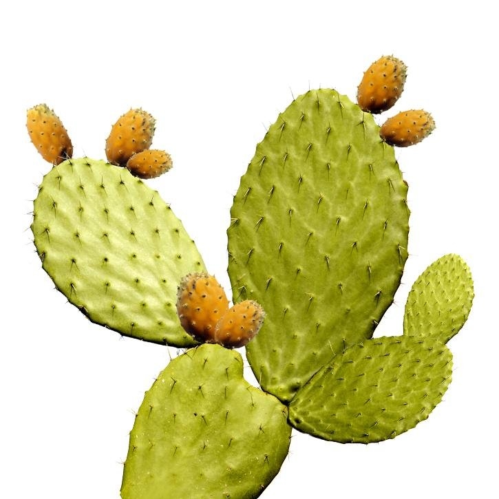 neopuntia-planta-soria-natural