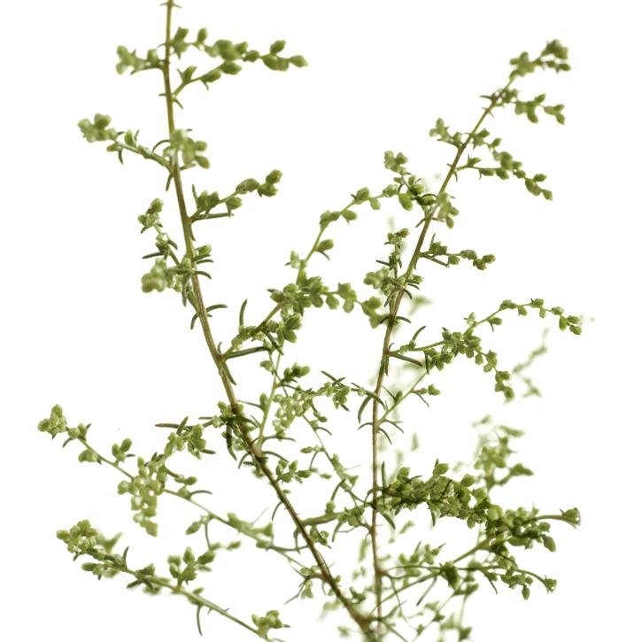 artemisa-planta-soria-natural.jpg.jpg