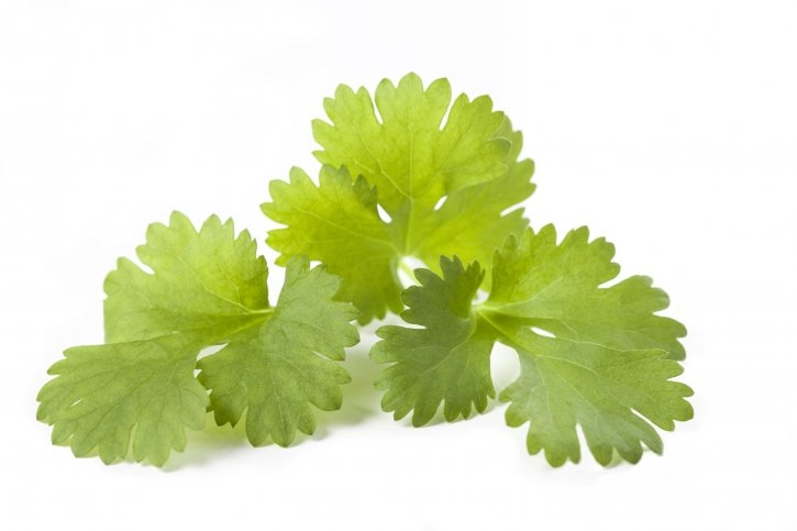 cilantro-planta-soria-natural