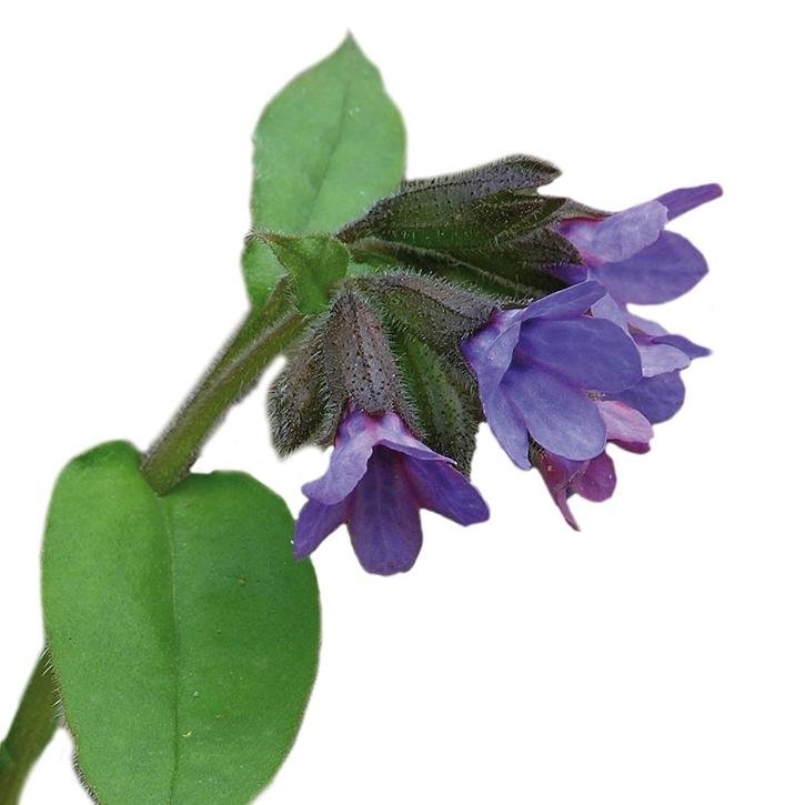 pulmonaria-planta-soria-natural