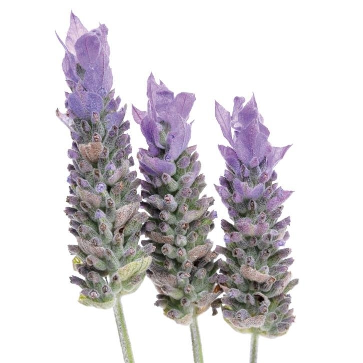 lavanda-planta-soria-natural