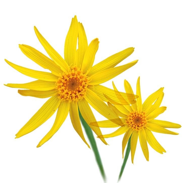 arnica-planta-soria-natural.jpg.jpg