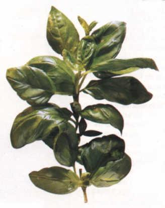 albahaca-planta-medicinal-soria-natural