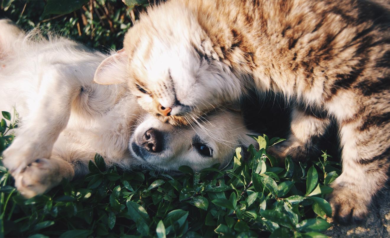 portada-plantas-toxicas-perros-gatos.jpg