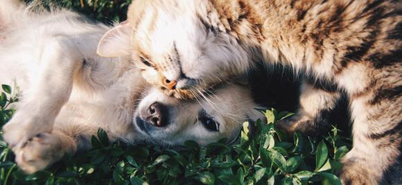 portada-plantas-toxicas-perros-gatos.jpg